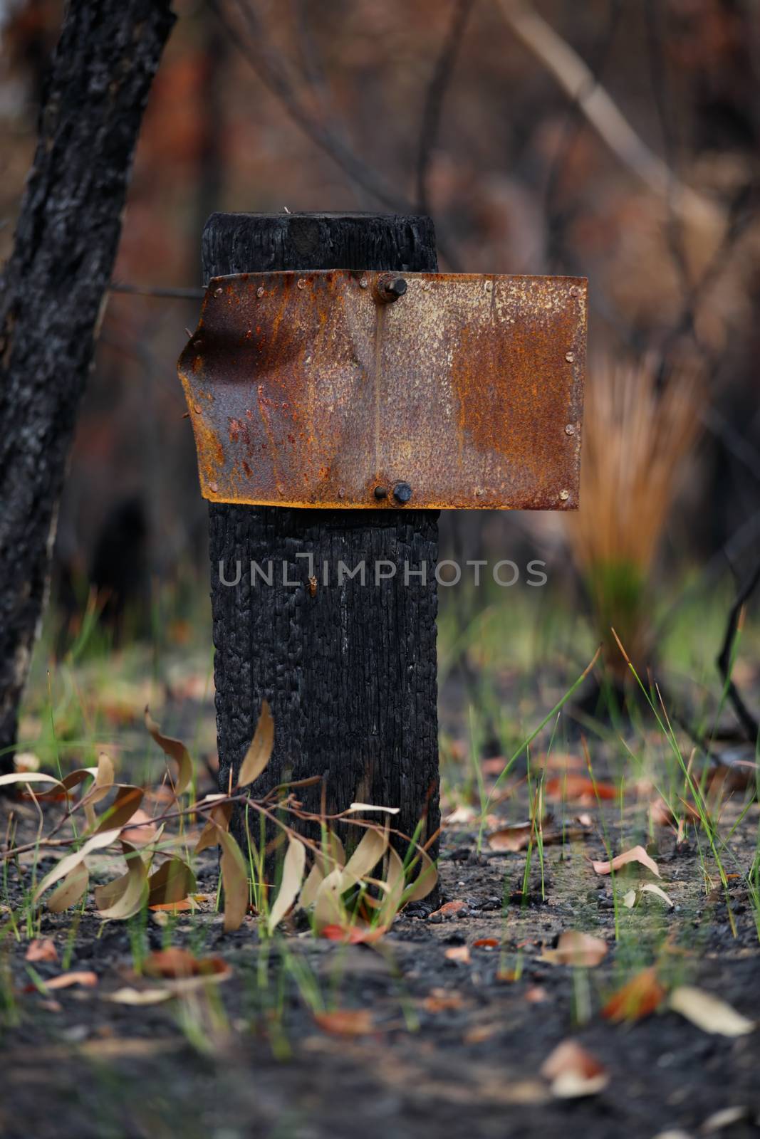 After the Patonga fires of December 2016.  This old sign and post among some new regeneration just starting to show.