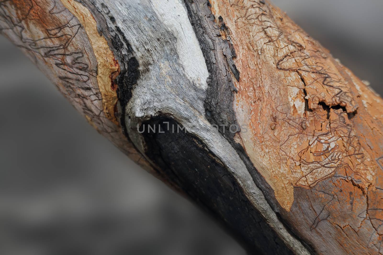 Scribbly gum.  The patterns are formed by the scribbly gum moth larvae that tunnel through the new bark, when the old bark sheds, the tunnel patterns are exposed.