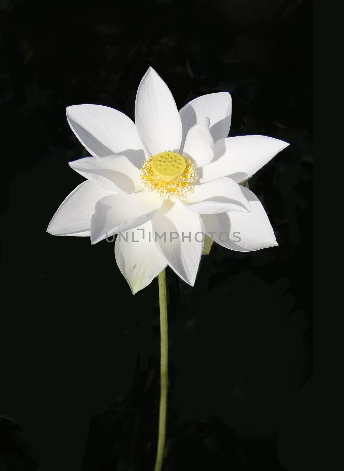 white nelumbo lotus flower holding up with pollen and seed on background