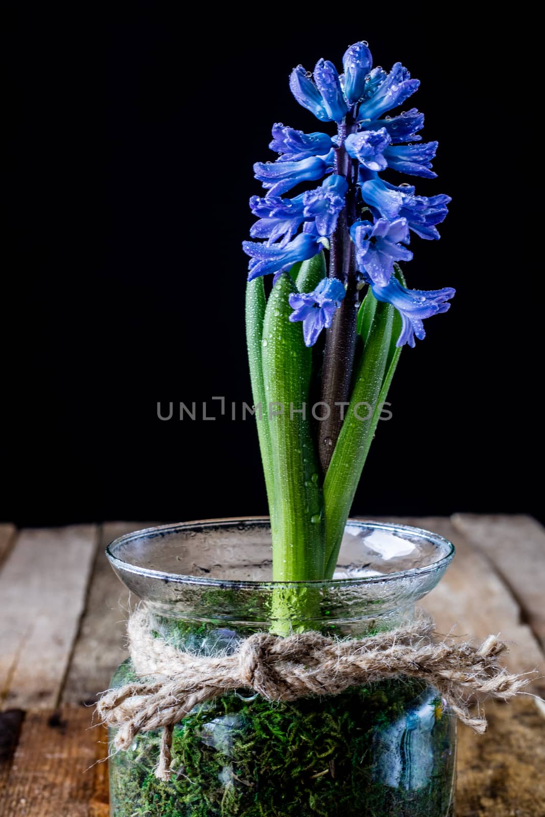 Hyacinth in a glass vase on an old wooden table, black background