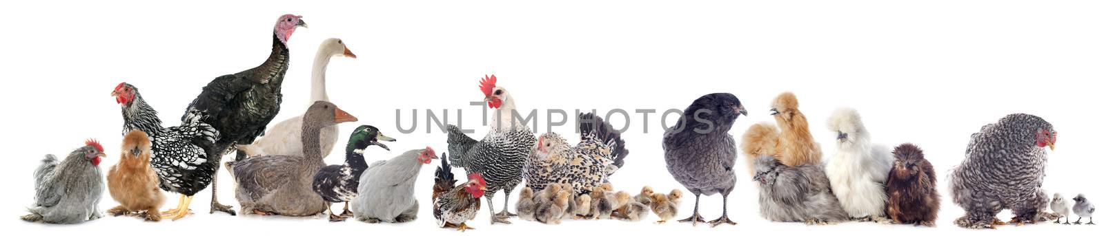 group of poultry in front of white background