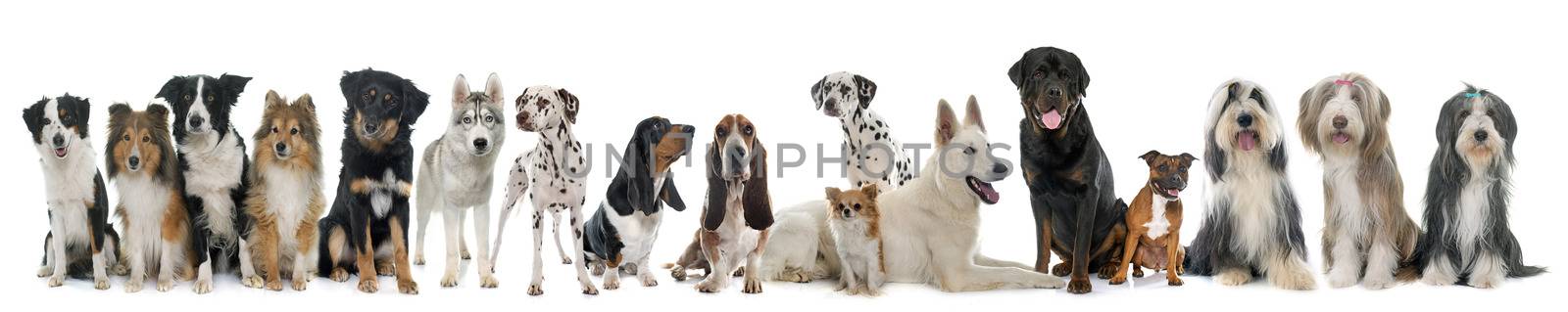 group of dogs by cynoclub