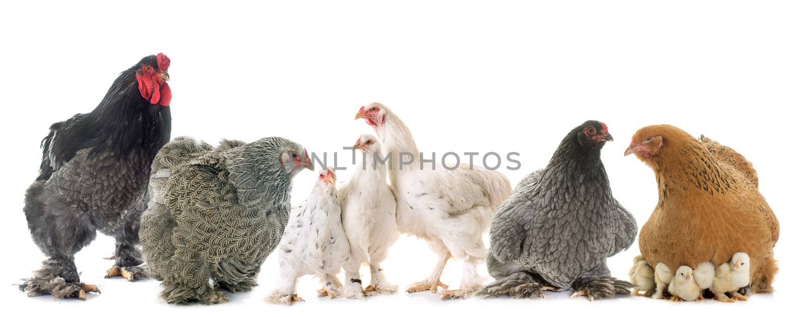 brahma chicken in front of white background