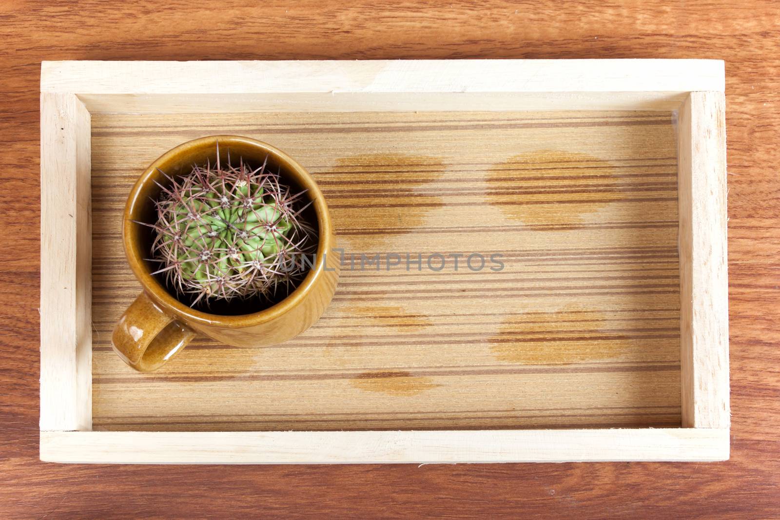 cactus in coffee cup. it is idea beverage bad taste similar options like cactus. Drink hot smoke.