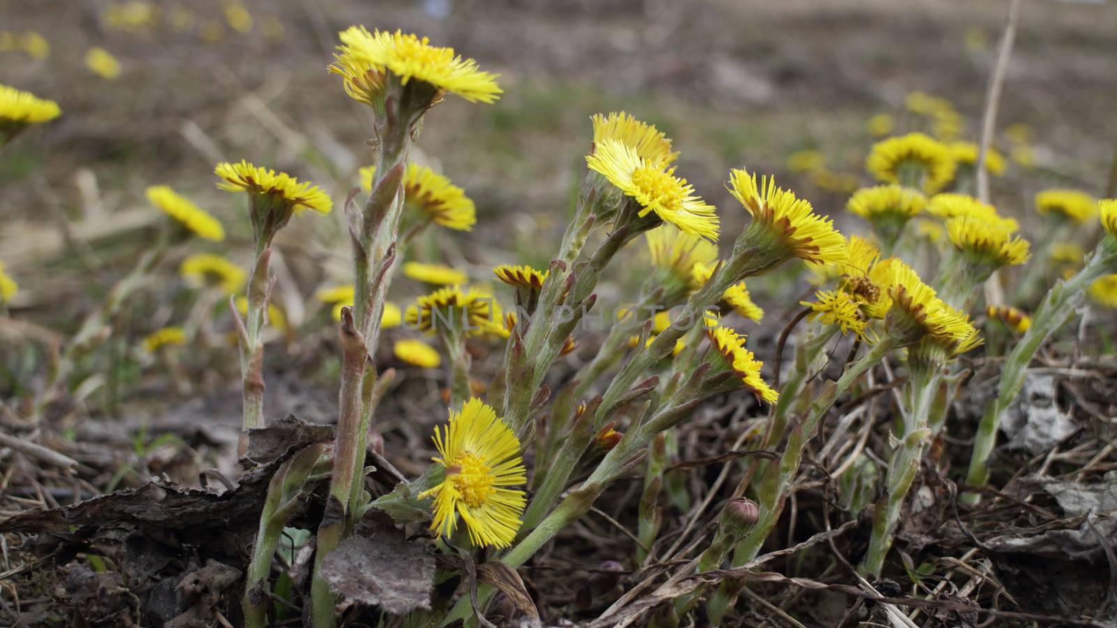 coltsfoot  Yellow primroses tremble in wind early spring