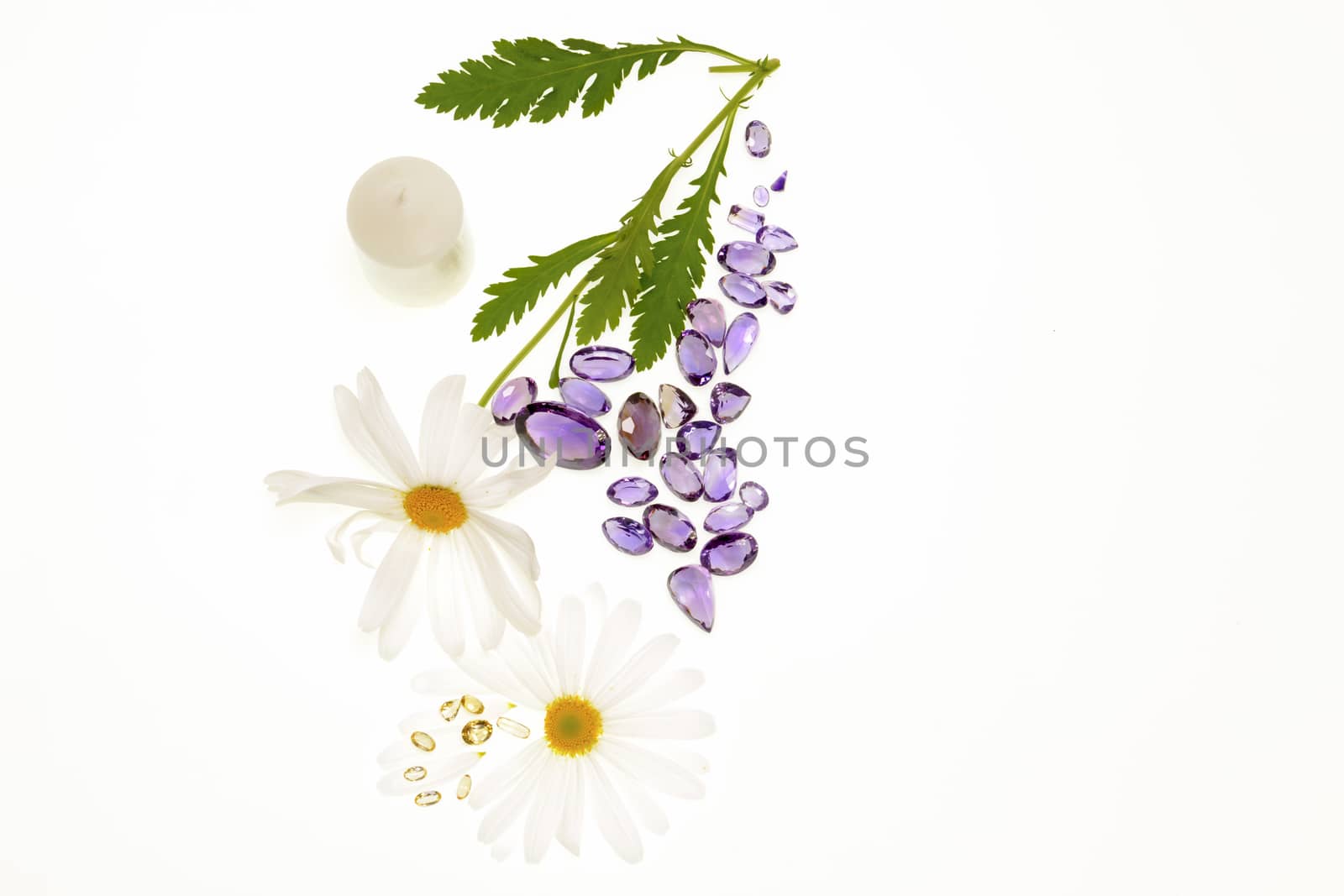 Daisy plant with flowers isolated on white background. 