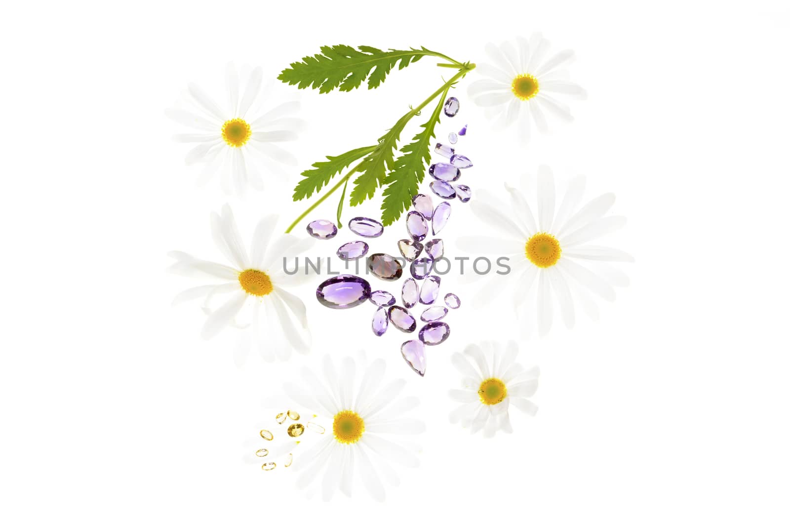 Daisy plant with flowers isolated on white background. 