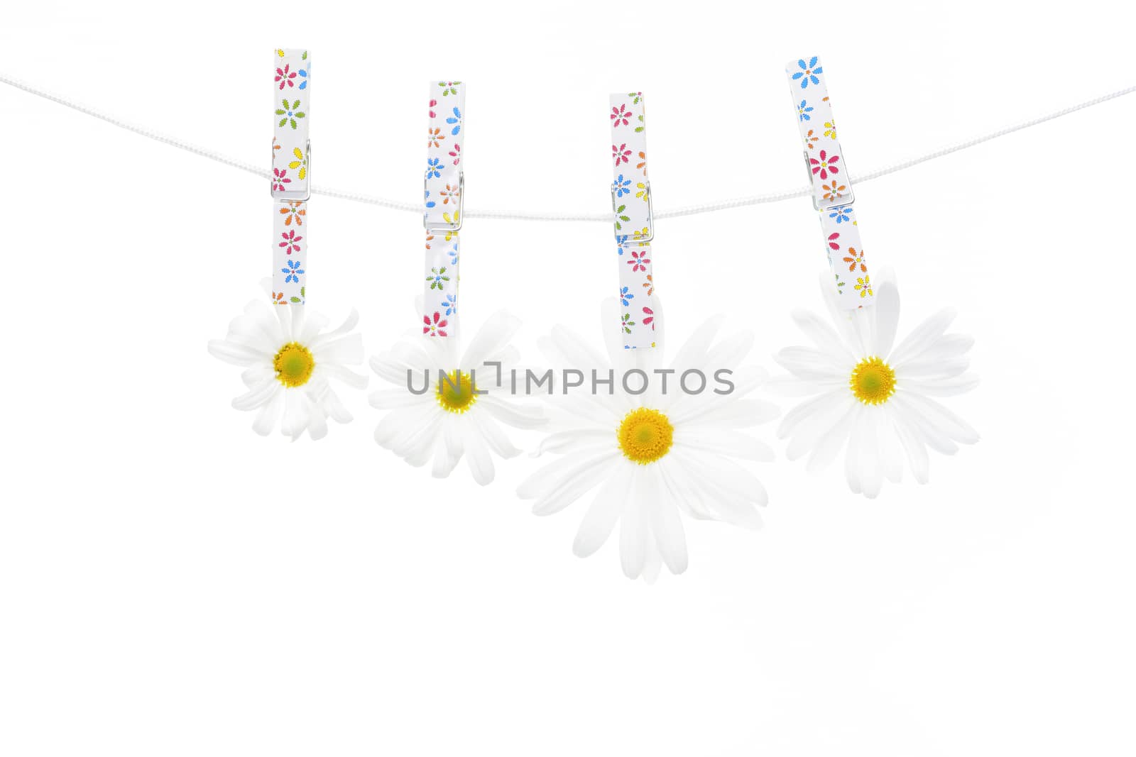 Clothespins on the rope hangs daisies, white background.