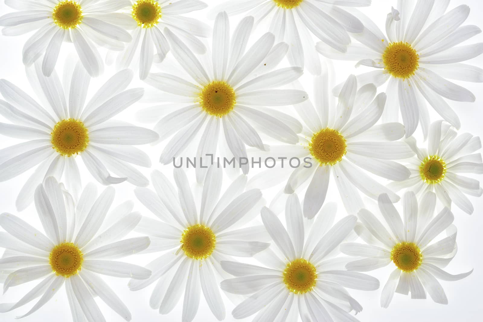 Daisy plant with flowers isolated on white background. 