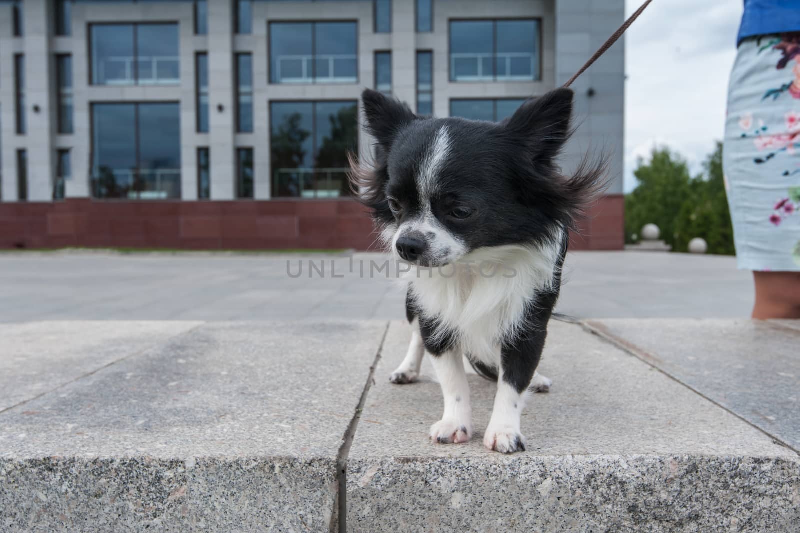 walking with chihuahua puppy on the city background