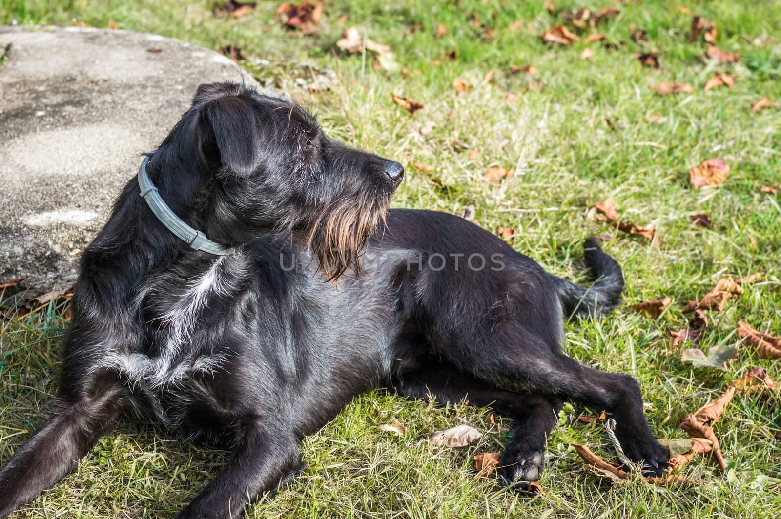 A black dog lying in the garden in France
