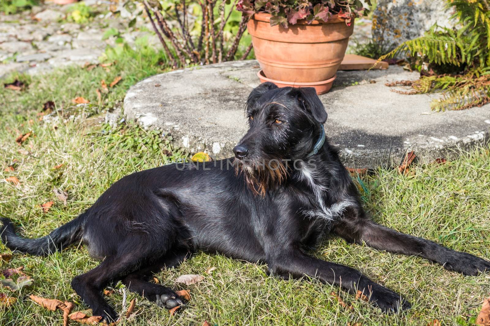 A black dog lying in the garden in France