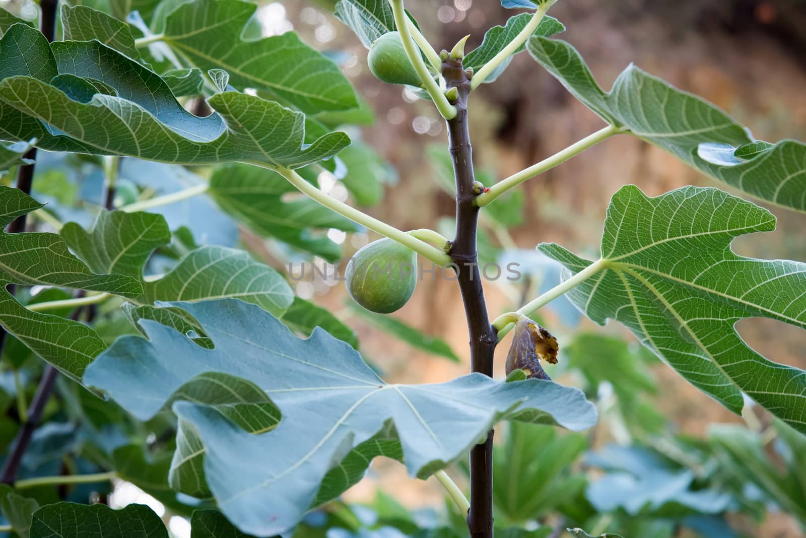 Fig tree with fruits . by LarisaP