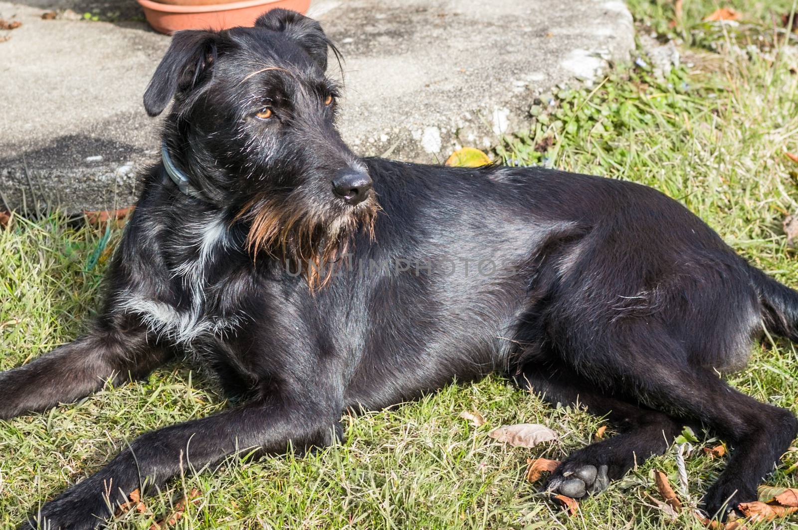 A black dog lying in the garden in France
