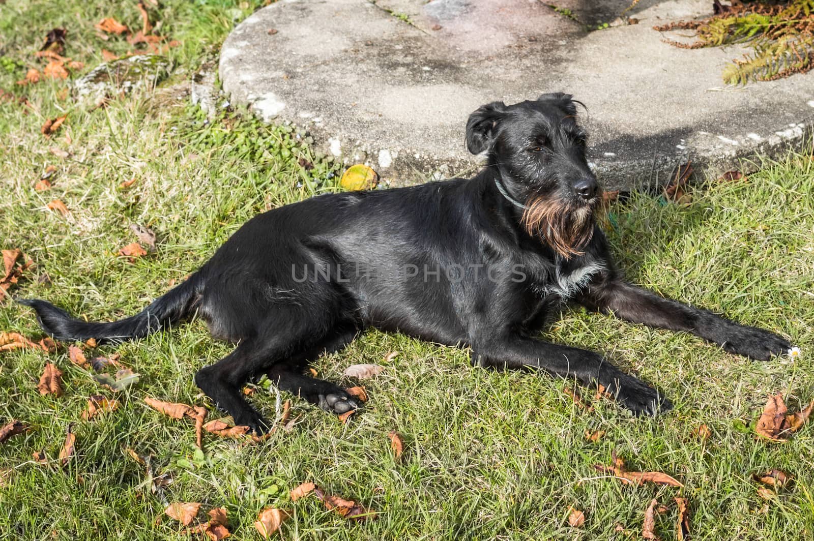 A black dog lying in the garden in France