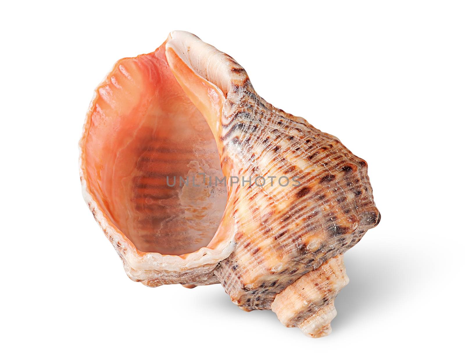 Seashell rapana vertically isolated on white background