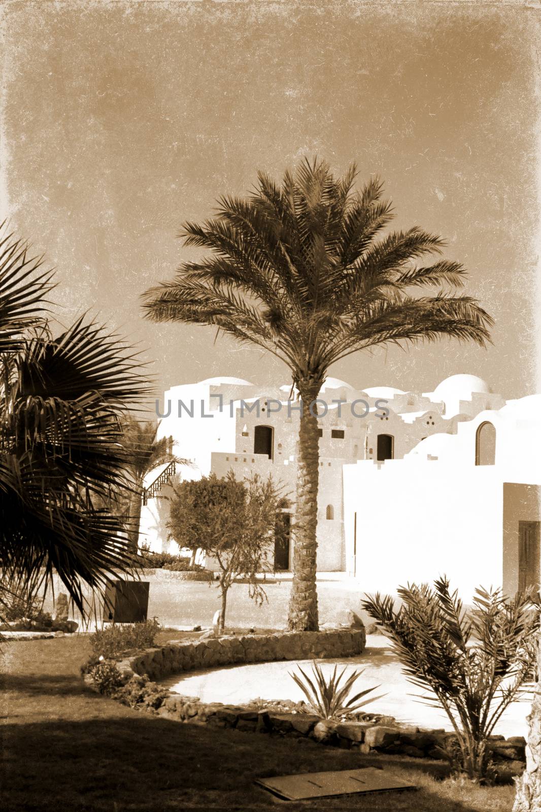 retro photo, on which image of three palm trees near white structure in Egypt