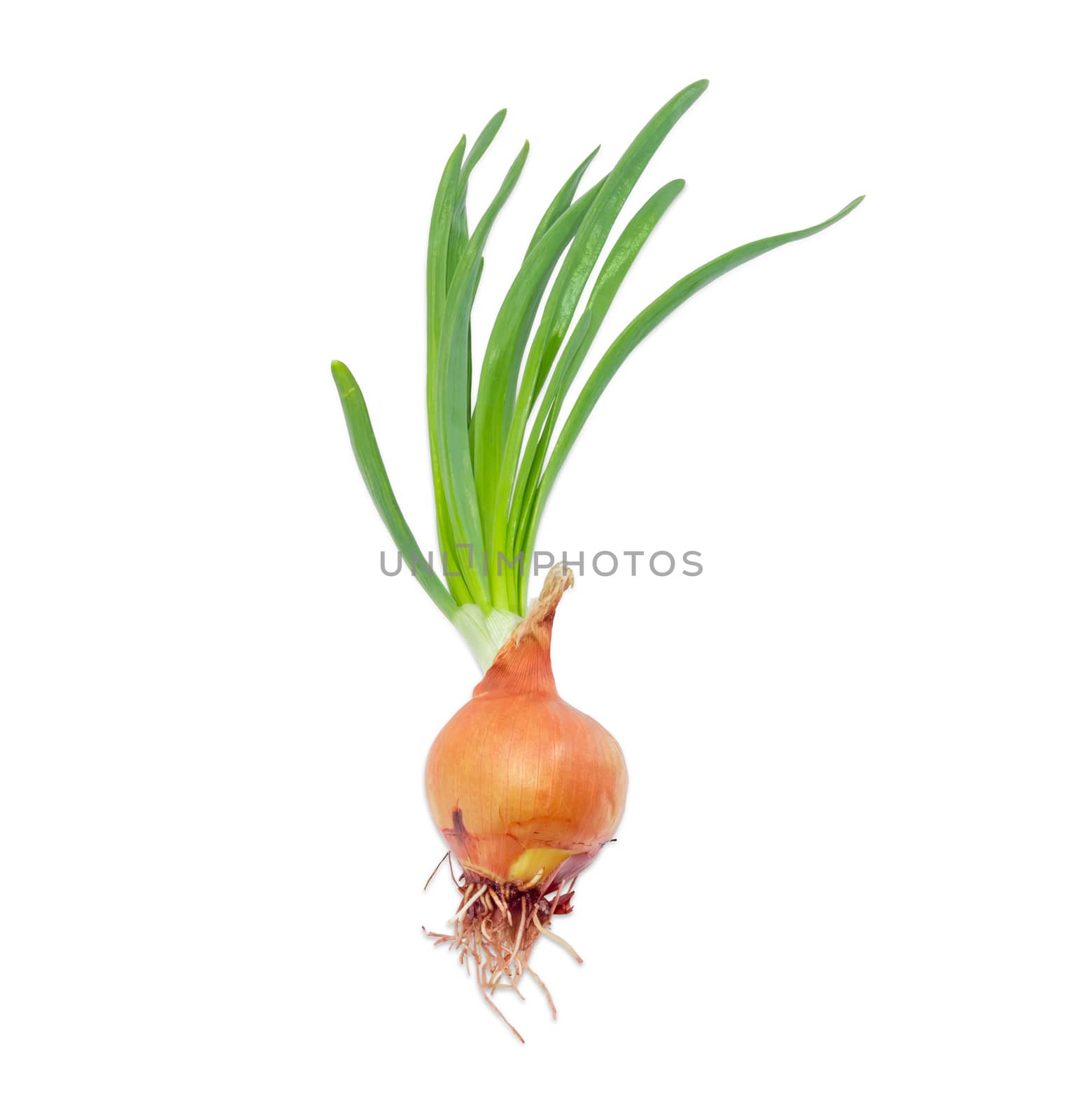 Sprouting bulb onion with green sprouts closeup on a light background 
