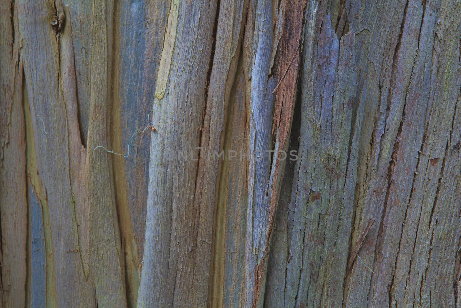 Closeup of the bark of an old tree