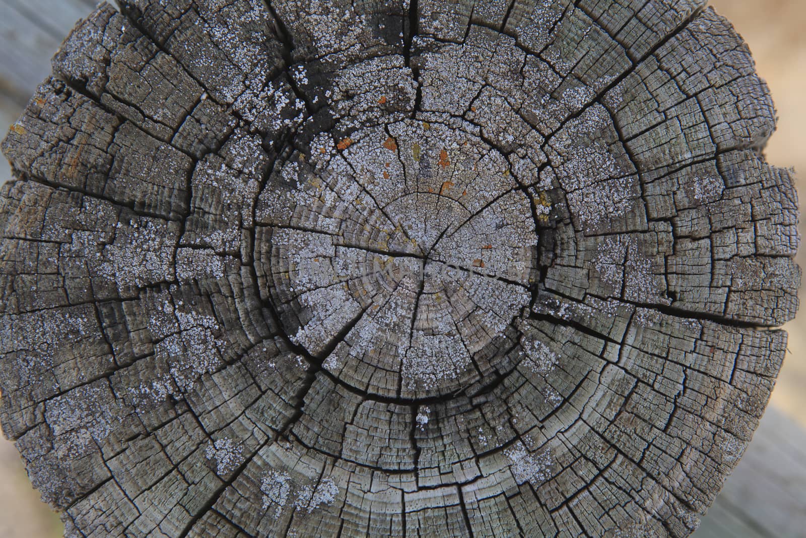 Top view of a cut tree