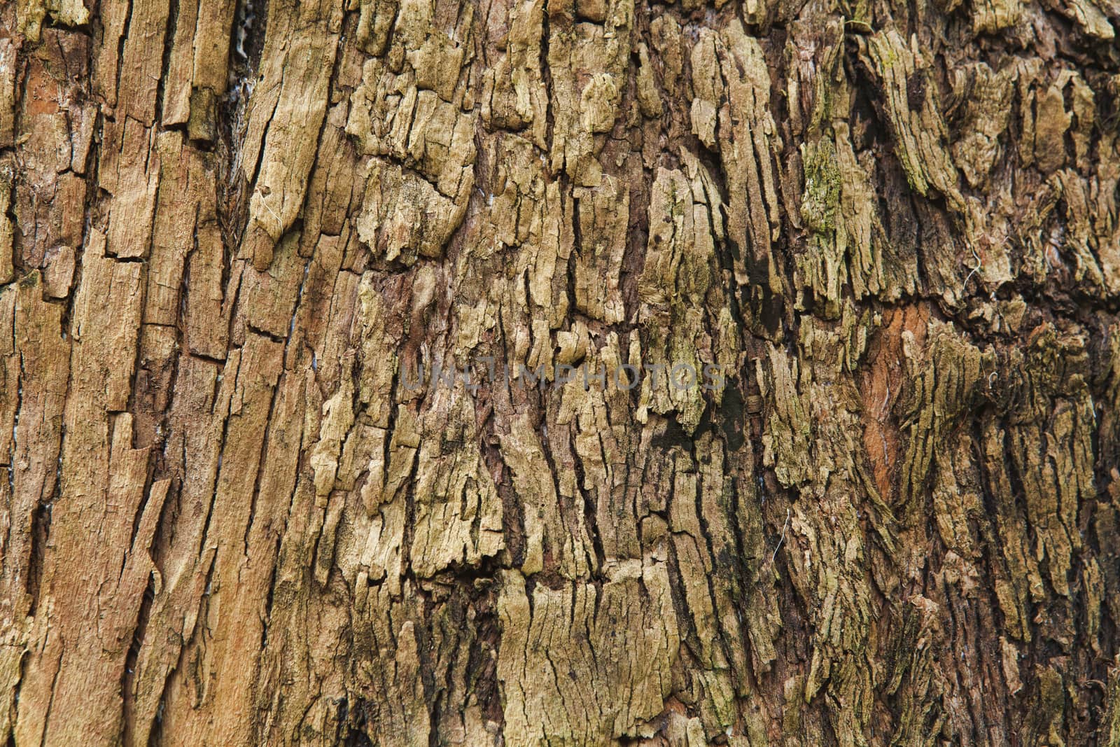 Closeup of the bark of an old tree