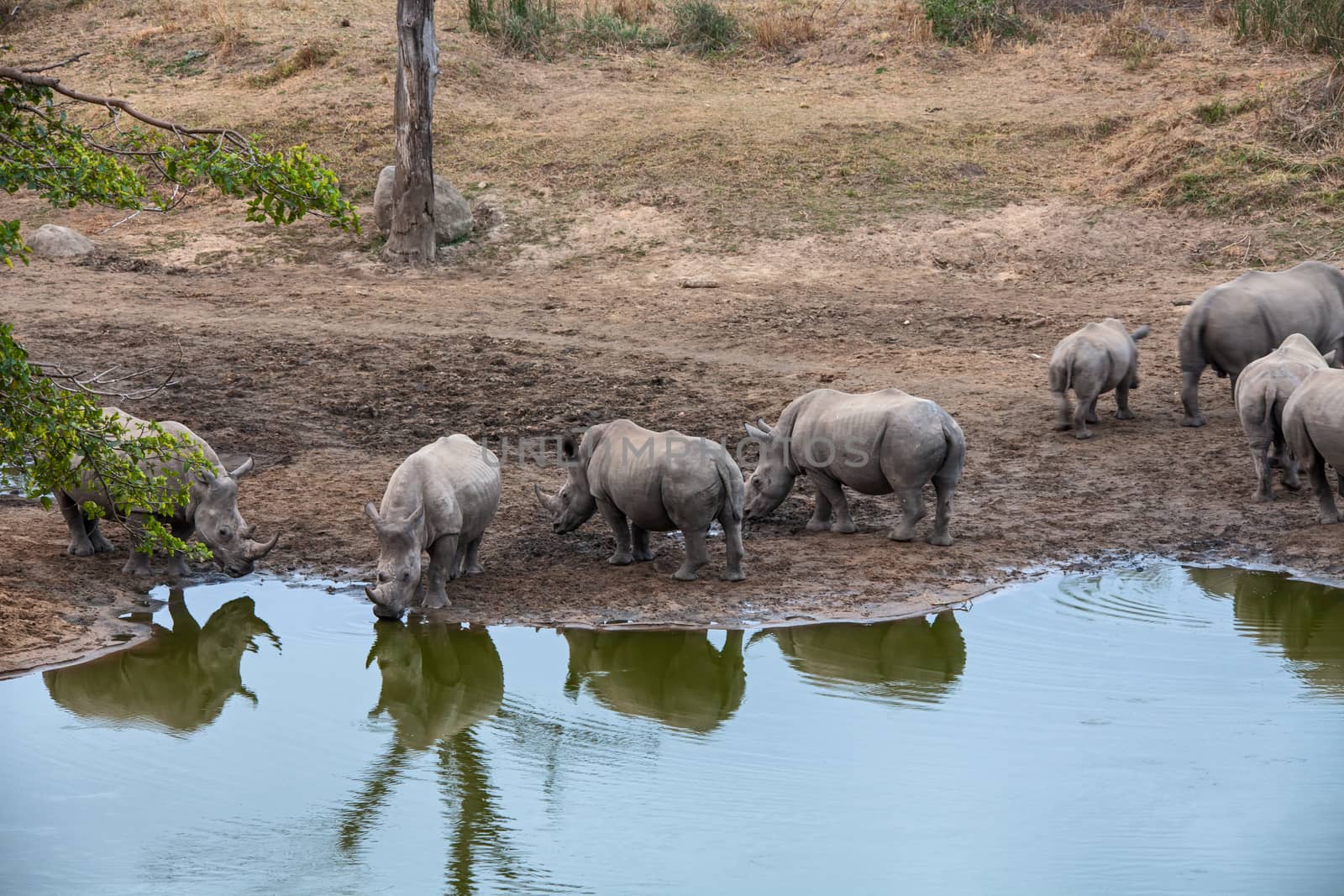 Rhino Gathering by kobus_peche
