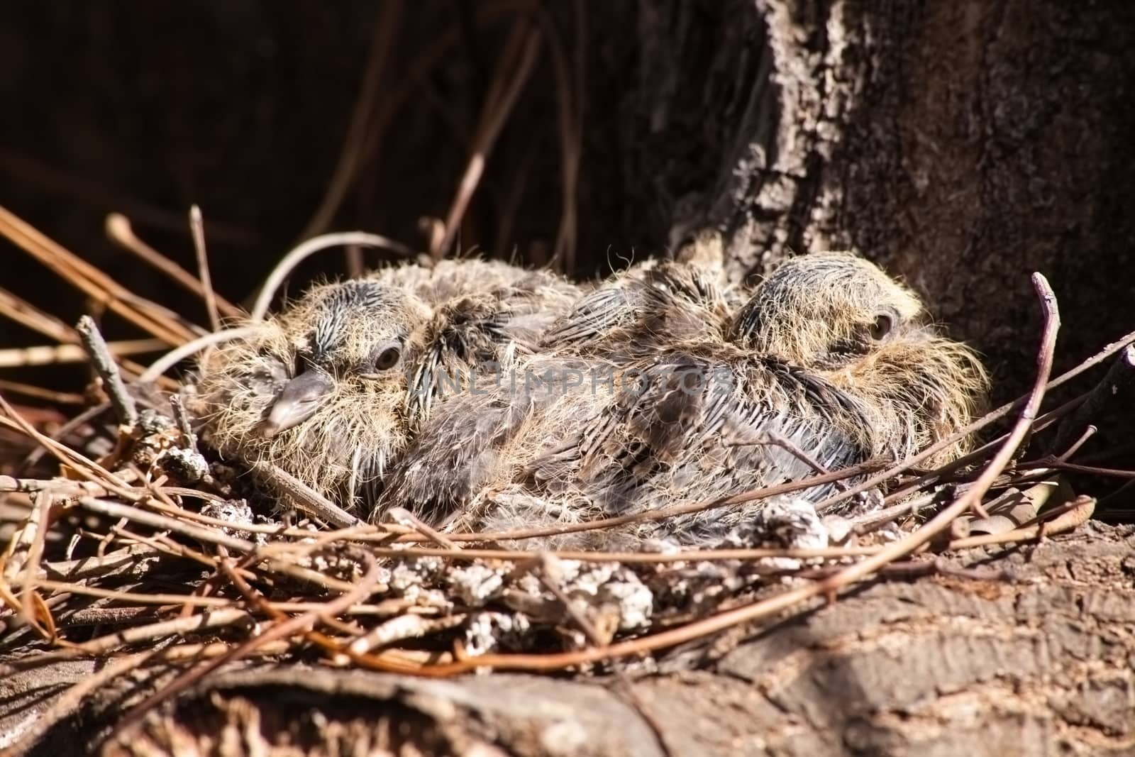 Baby Doves in Nest by kobus_peche
