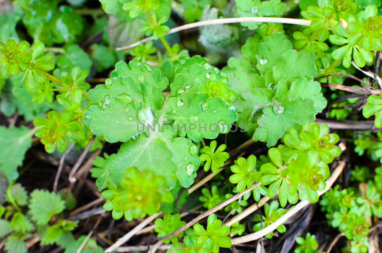 spring green plants at the ground as pattern