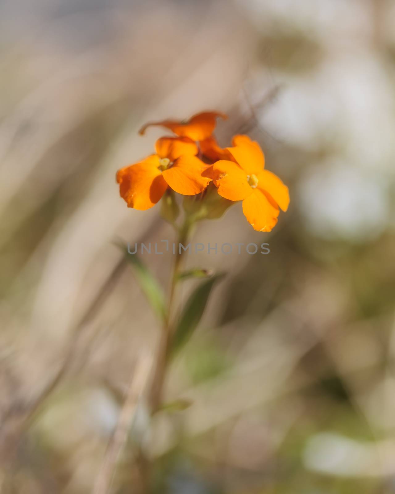 Tiny orange flower with focused petals