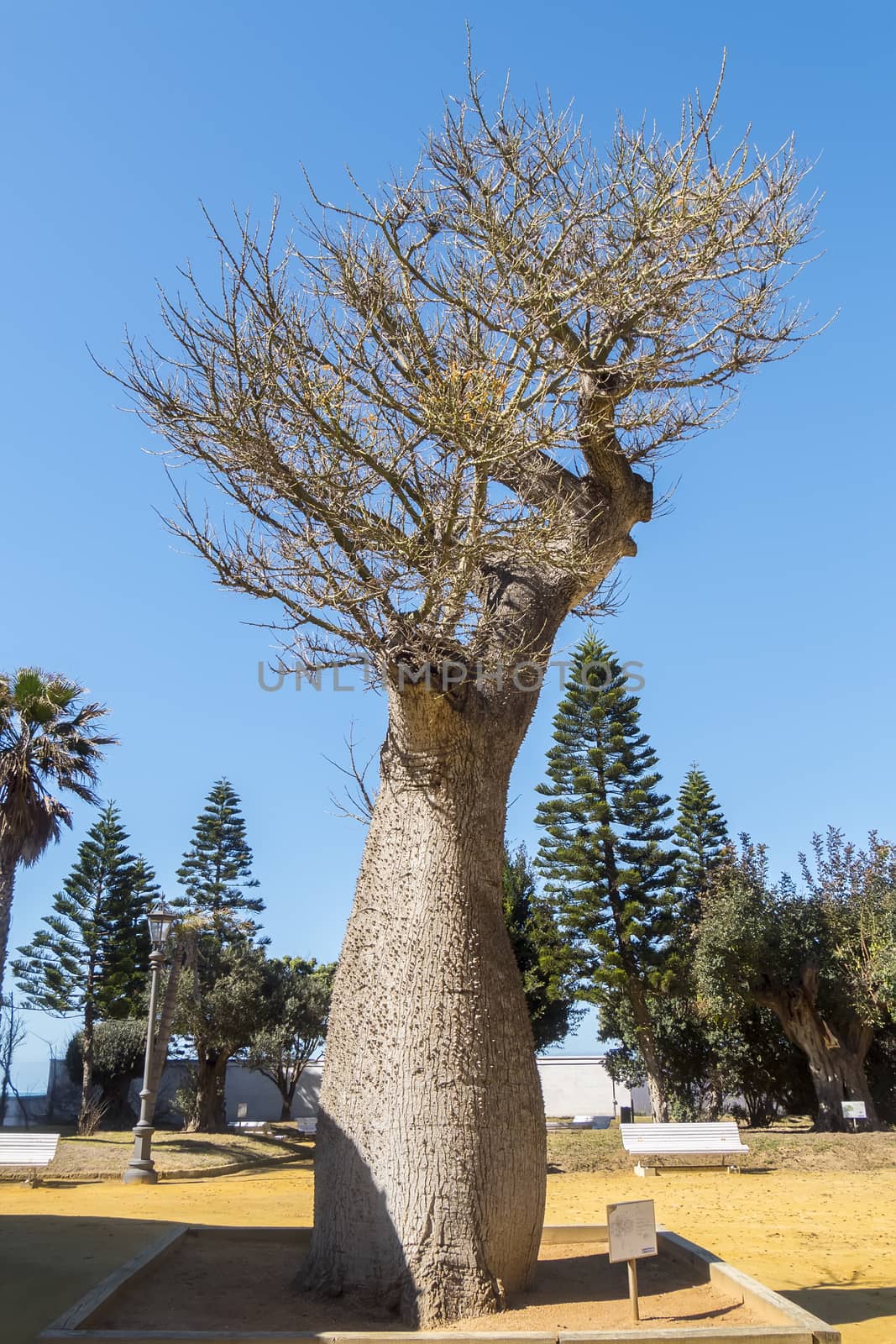 Chorisia Speciosa tree, Genoves Park, Cadiz, Andalusia, Spain