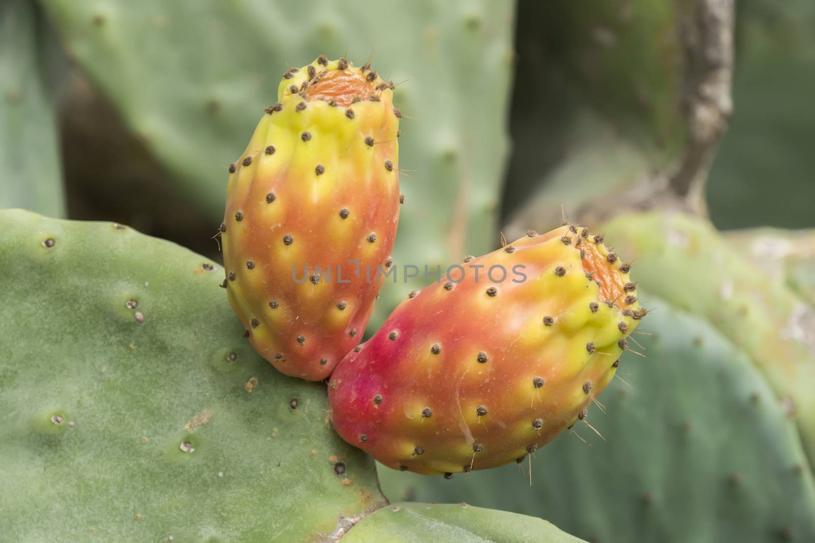 Cactaceae, Opuntia, prickly pears cactus fruitsand