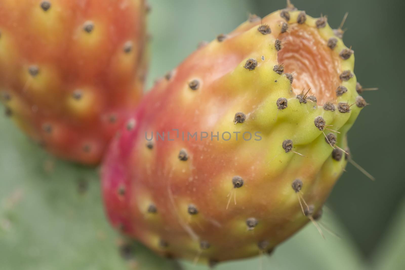 Cactaceae, Opuntia, prickly pears cactus fruitsand