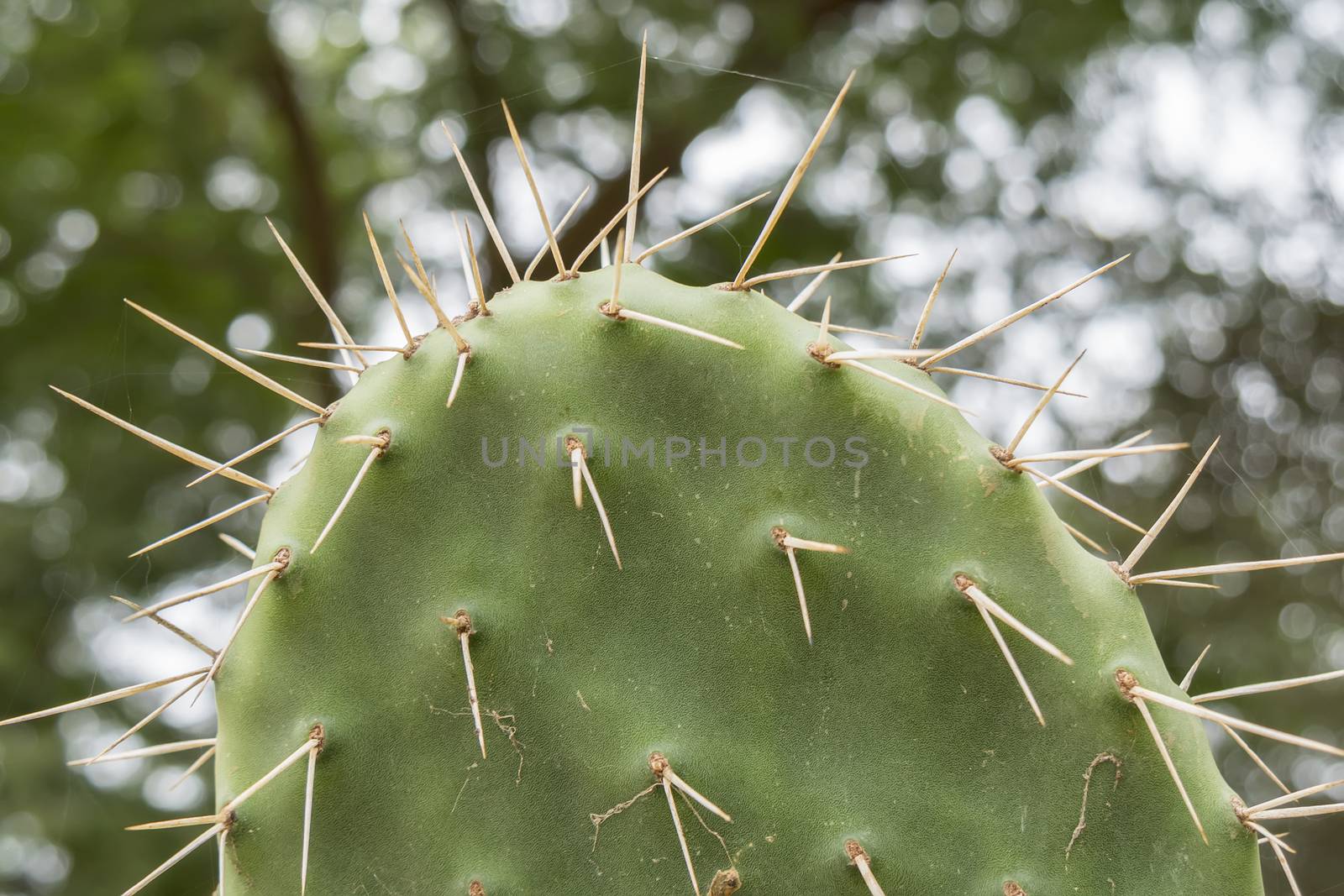 Cactaceae, Opuntia, prickly pears cactus fruitsand