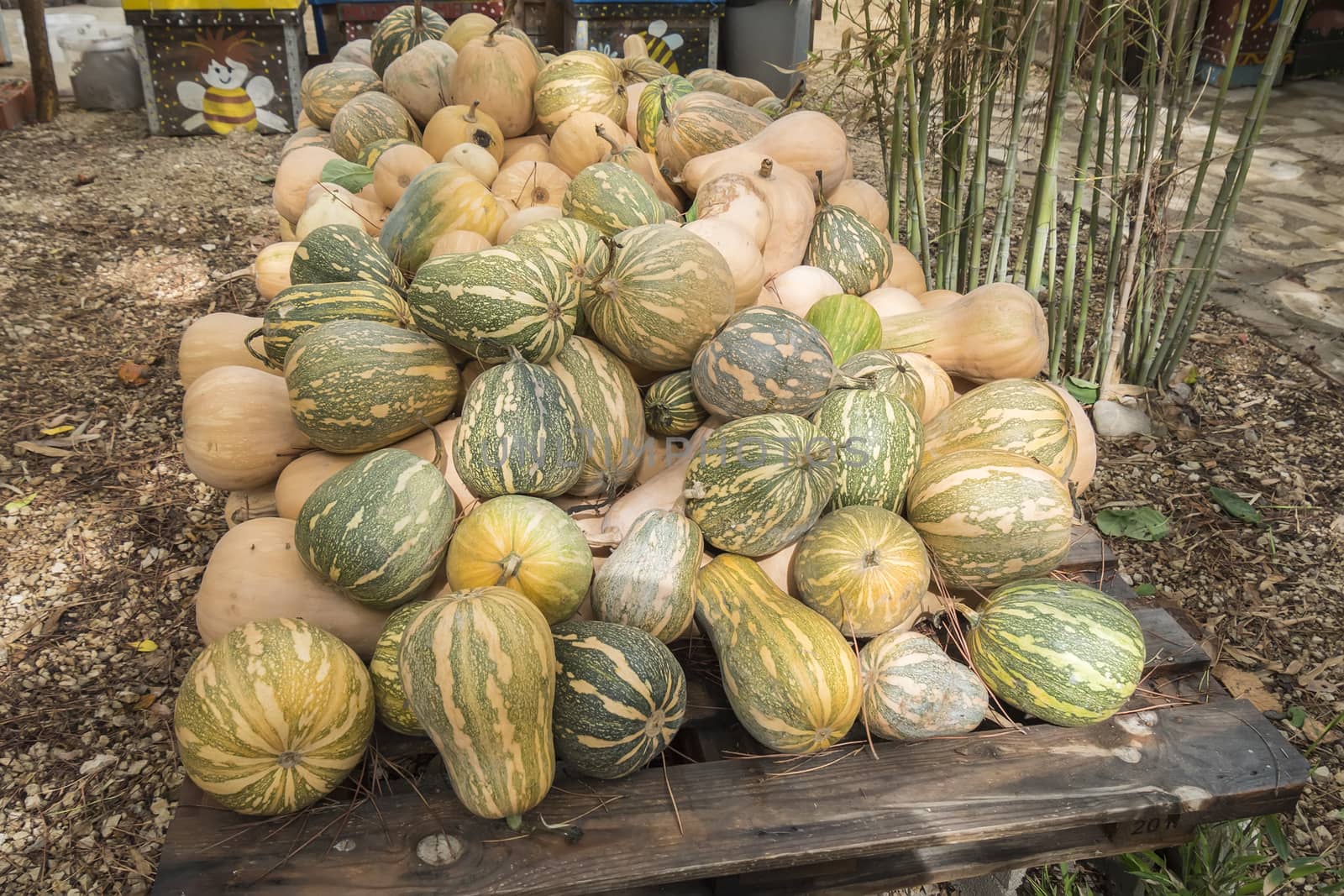 Pumpkins, Cucurbita argyrosperma, moschata, Butternut, maxima, cushaw