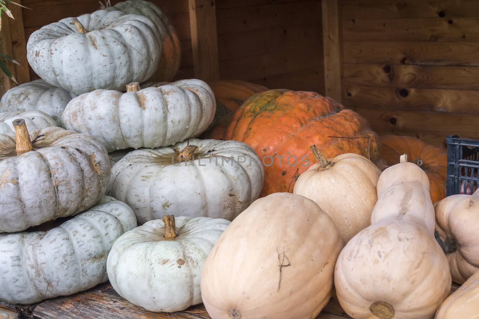 White and orange pumpkings wonder, and butternut