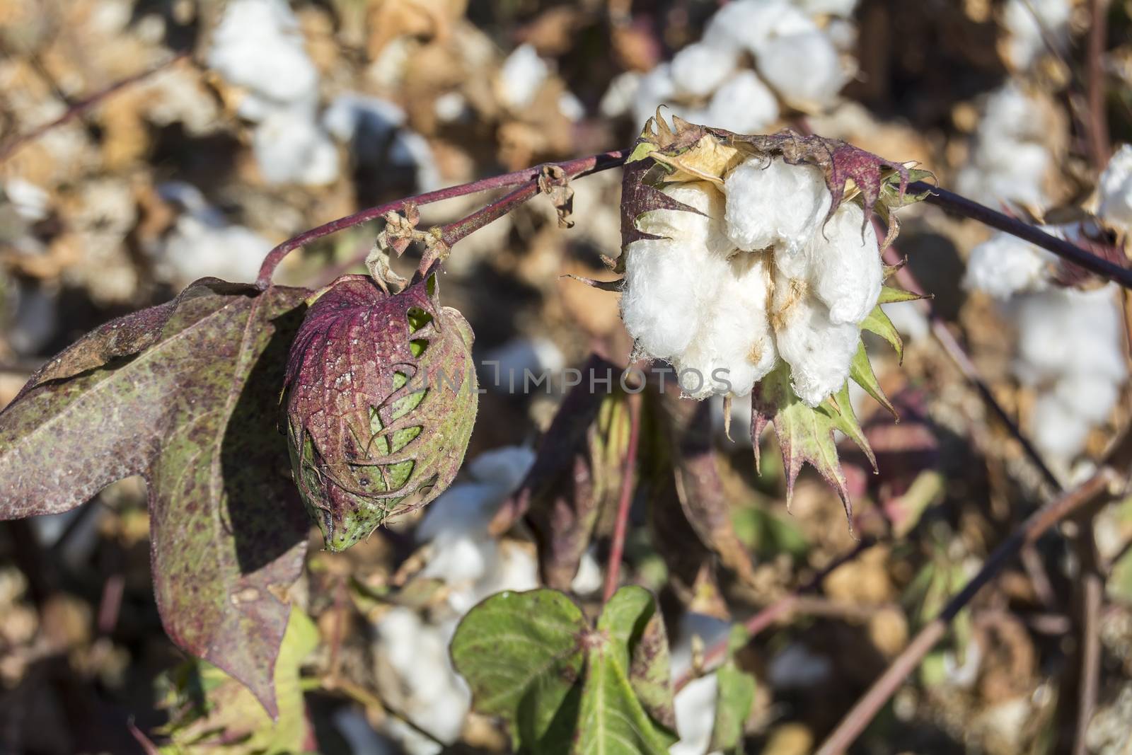 Cotton Plant Ready to Harvest