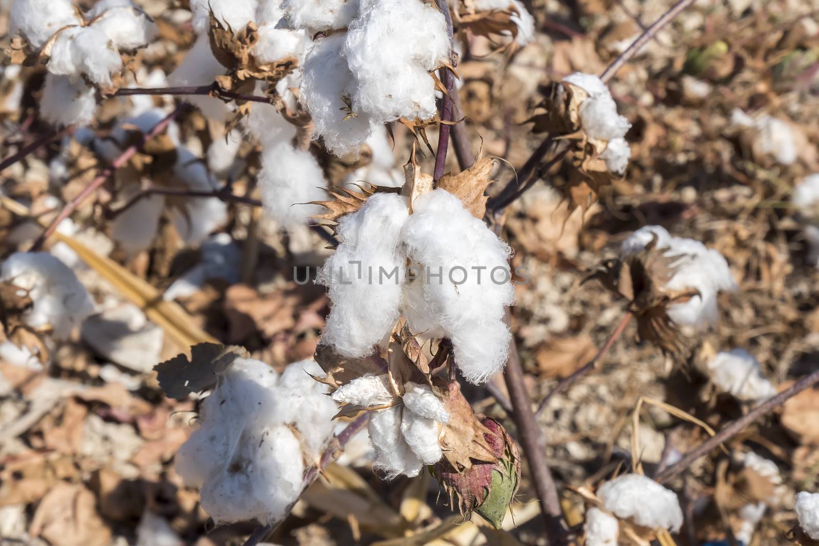 Cotton Plant Ready to Harvest