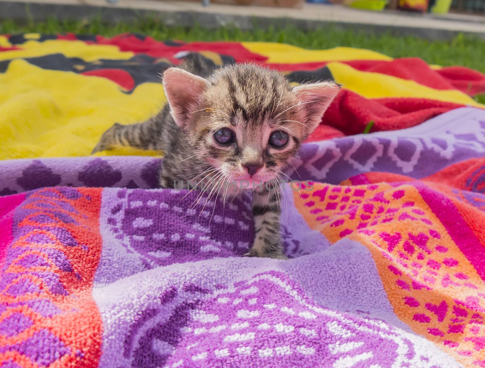 Adorable and sleepy tabby kitten