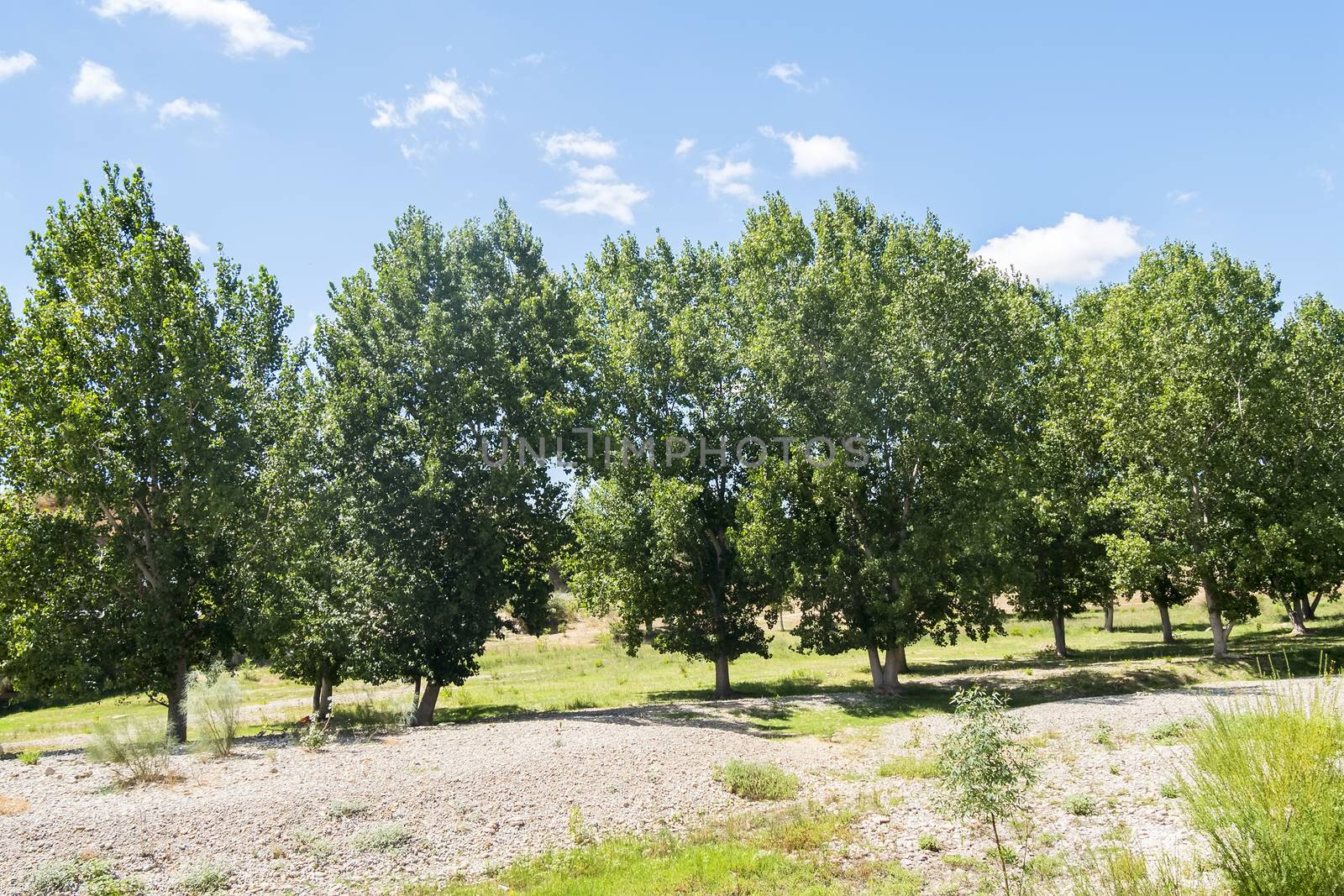 Natural landscape in summer