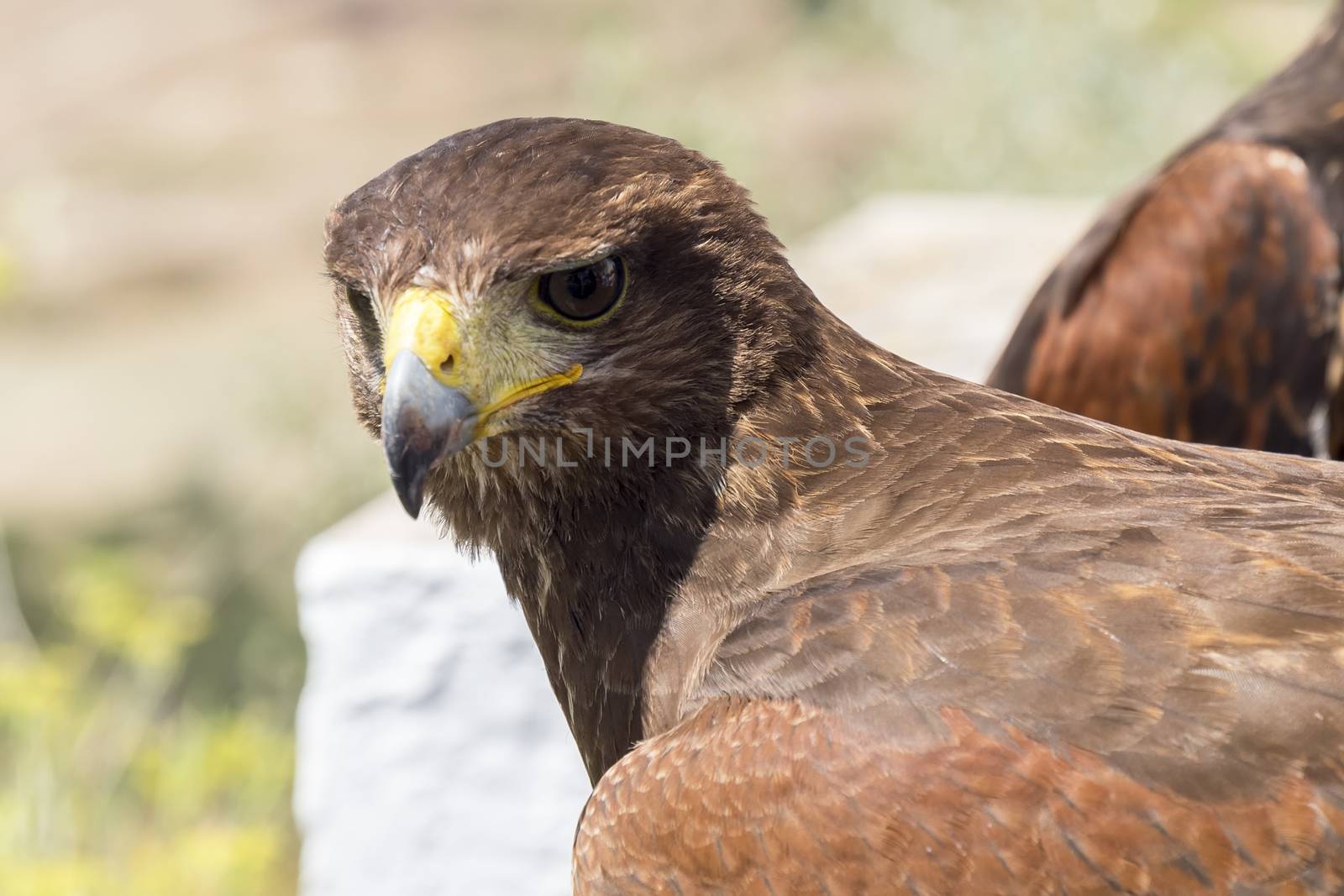 Golden eagle resting in the sun with open beak