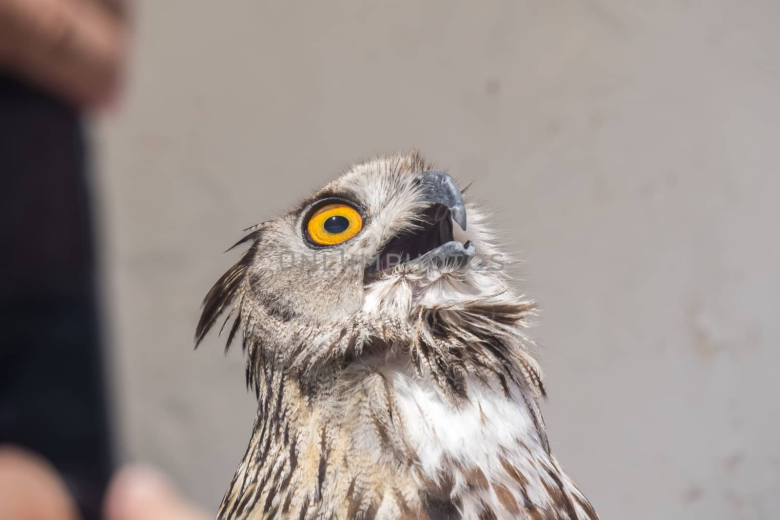 Eurasian Eagle-Owl with open beak, Bubo bubo by max8xam