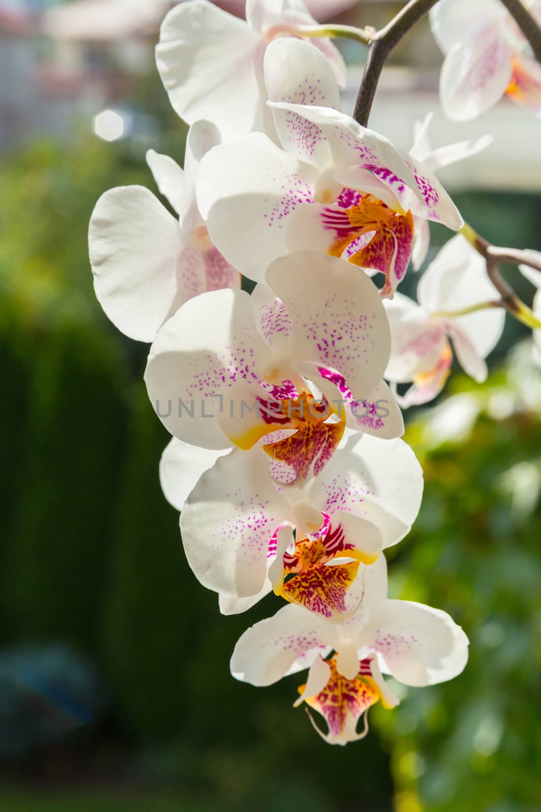 Orchid white flowers