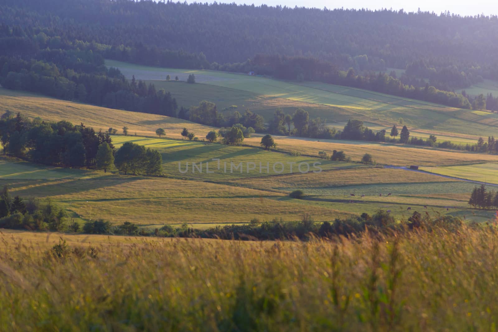 Farm land in summer. Countryside landscape with meadow