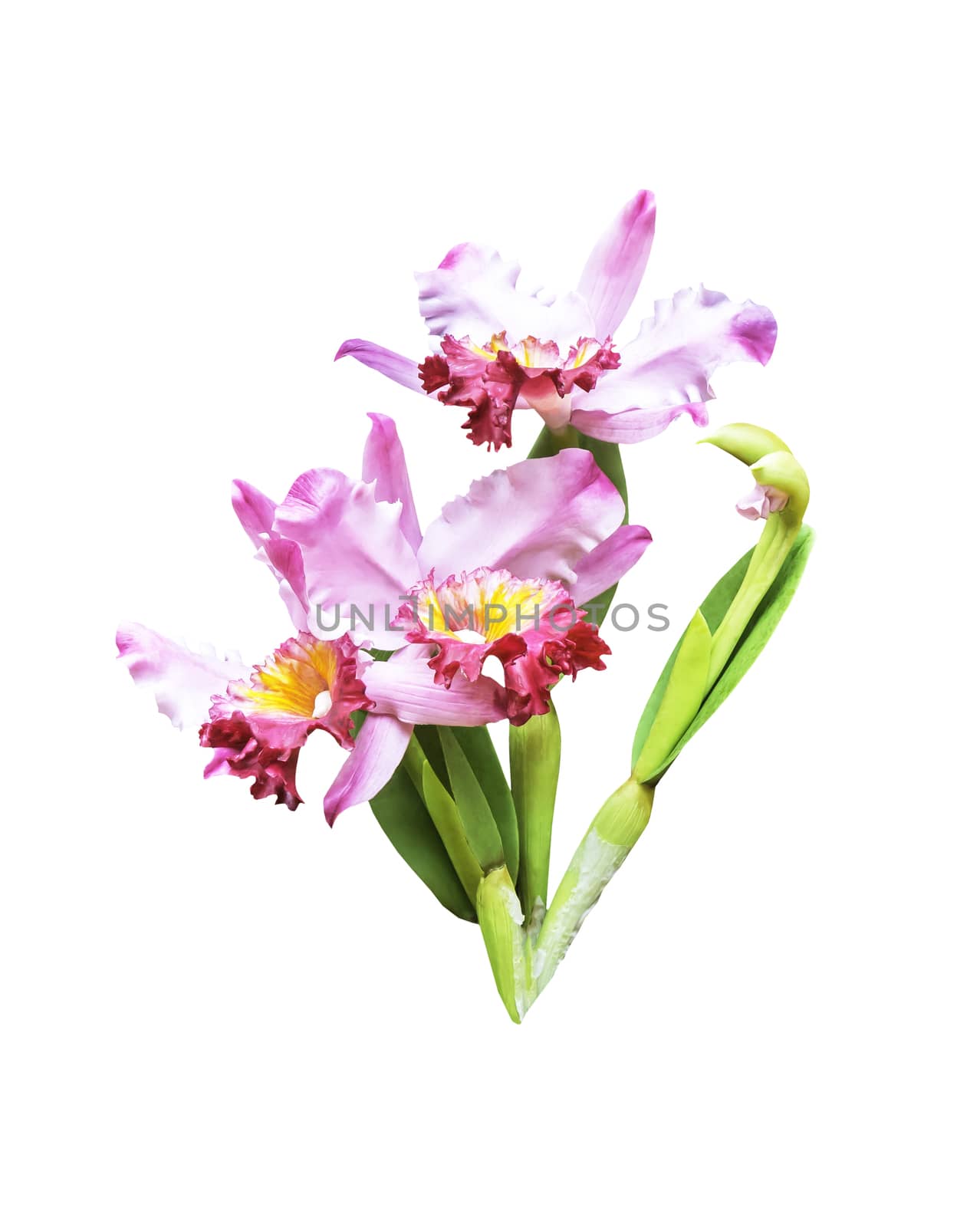 Artificial bouquet orchid flower isolated on white backgrund