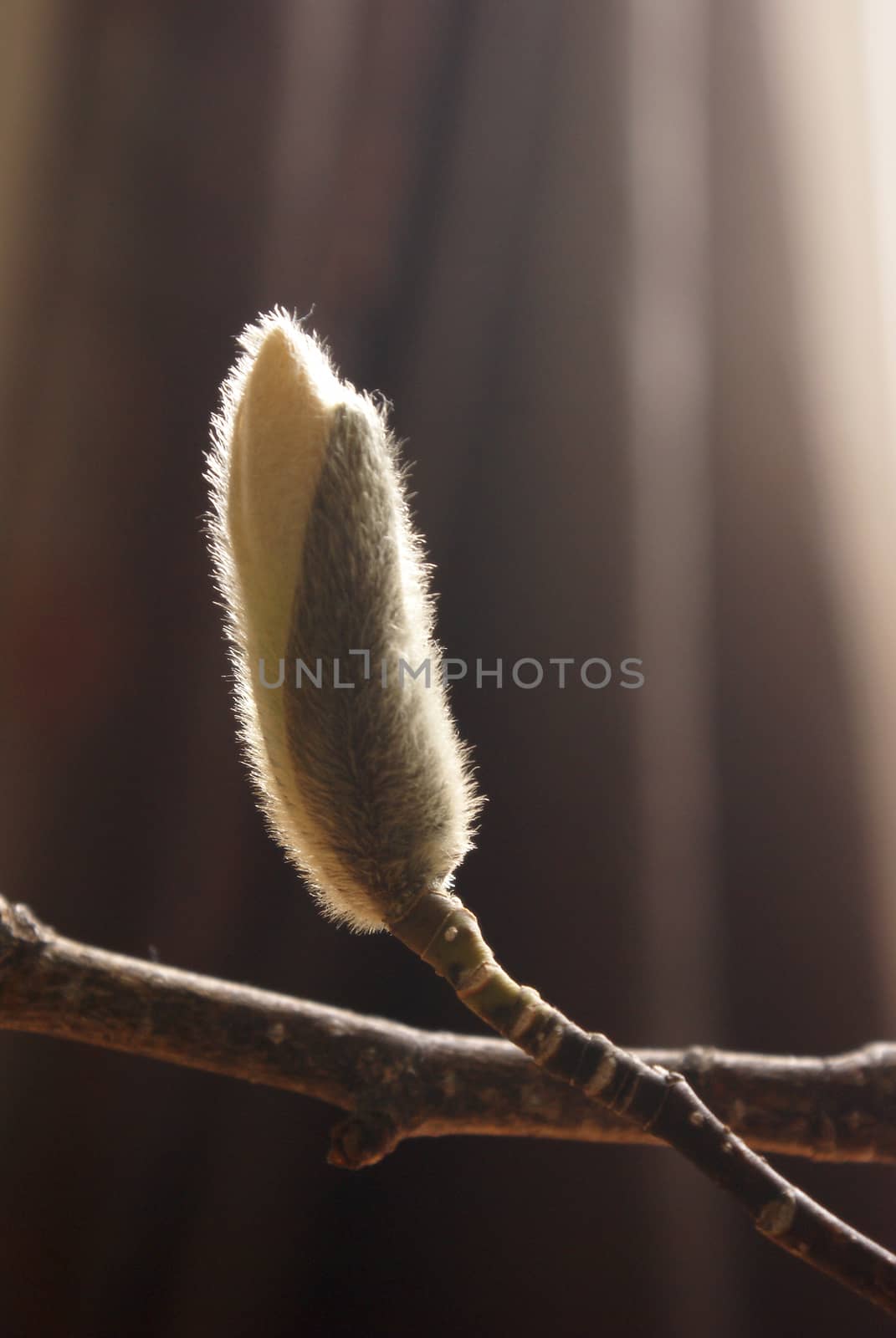 A square format closeup view of the buds of early spring on this ancient species of Magnolia Cucumber Tree.