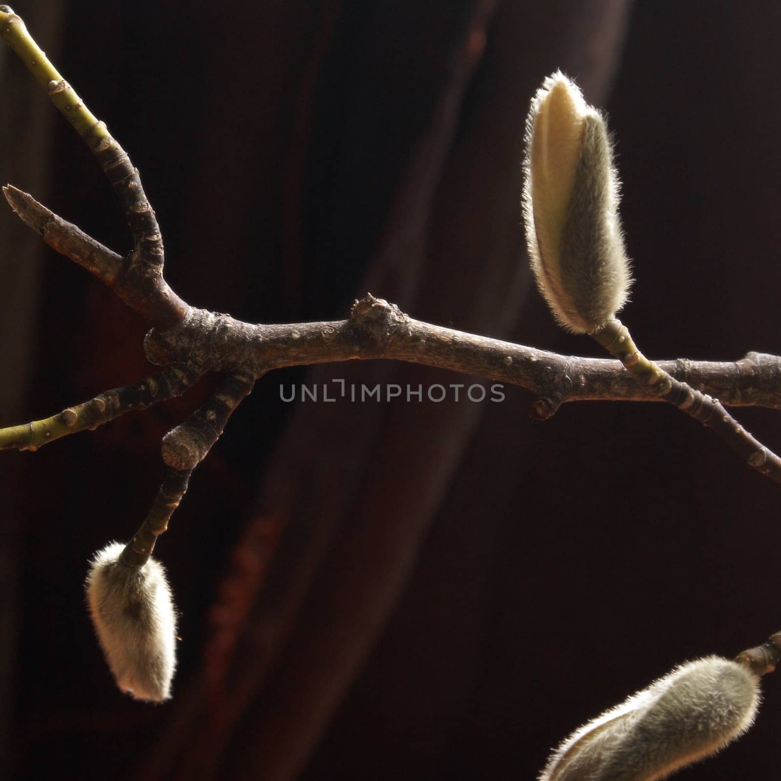 A square format closeup view of the buds of early spring on this ancient species of Magnolia Cucumber Tree.