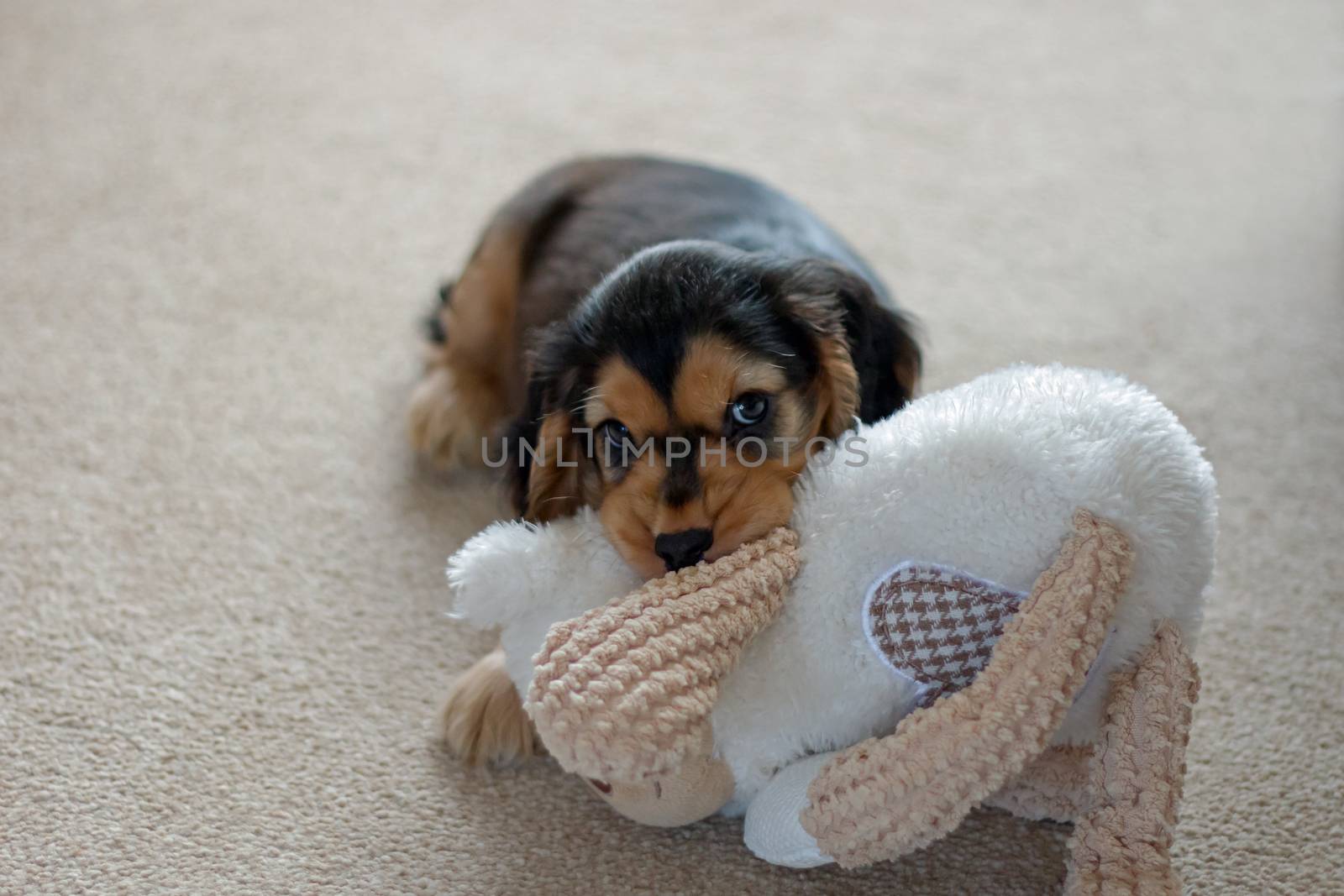 Eight-week-old English Show Cocker Spaniel puppy playing with chew toy.