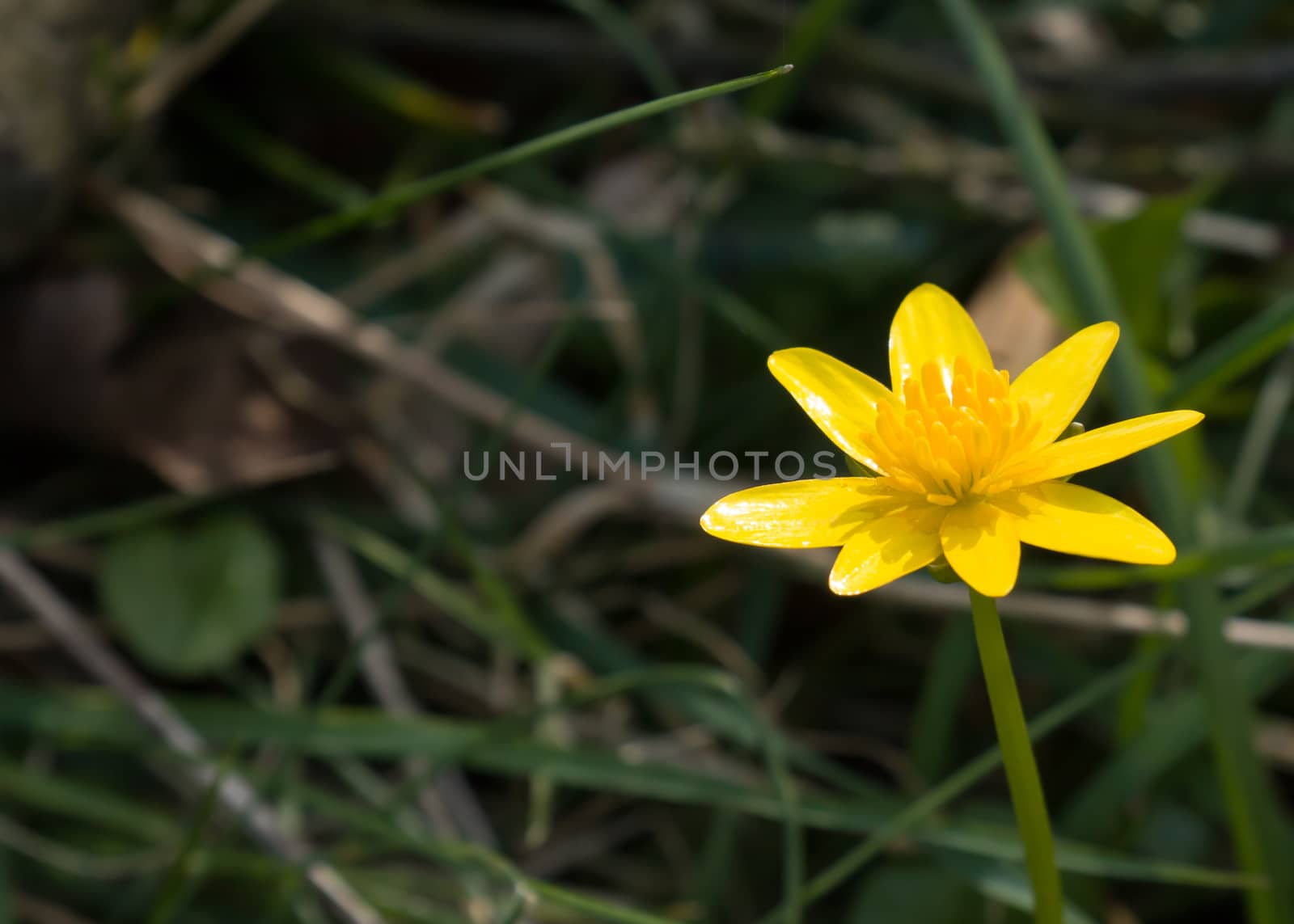 Yellow Lesser Celandine flower in English countryside with space for copy or text.