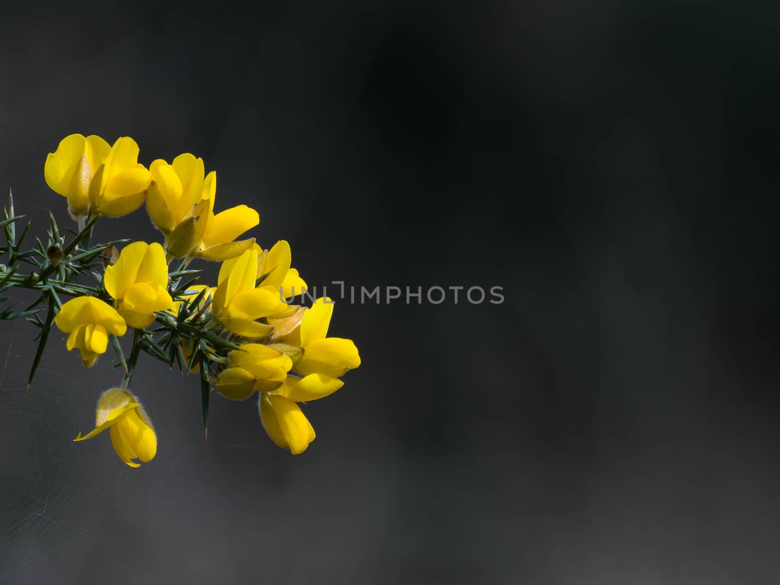 Yellow Gorse flowers with copy space for text.