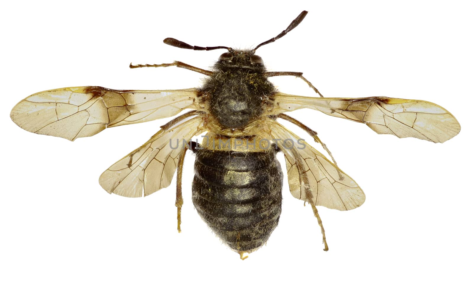 Honeysuckle sawfly Abia on white Background  -  Abia fasciata (Linnaeus, 1758)